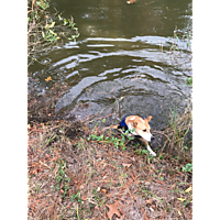 York/Poquoson King Tide image